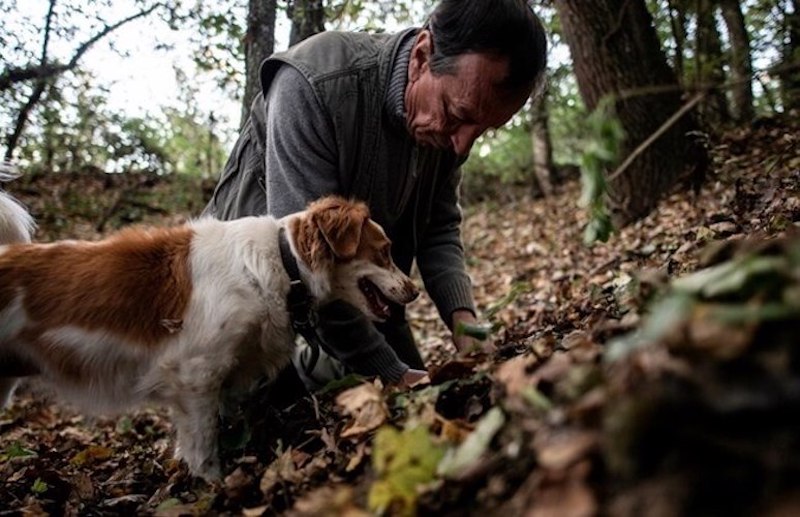 Meet your truffle hunter and his dog