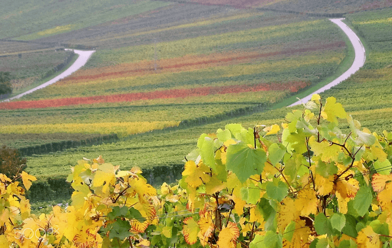 Truffle Hunting Tour experience in Alba a magic adventure in the wood!