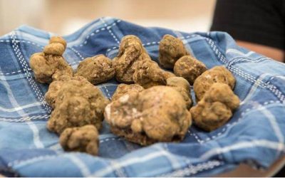 why truffles are so prized