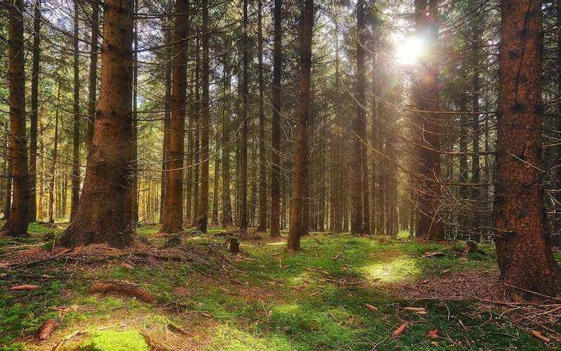 Truffle Hunting Tour experience in Alba a magic adventure in the wood!