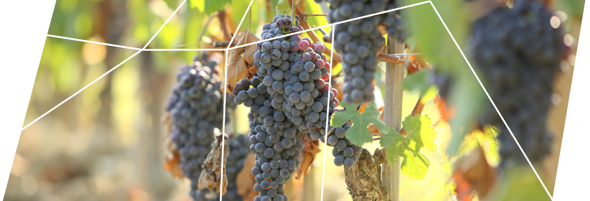 The Vineyards of Elio Grasso