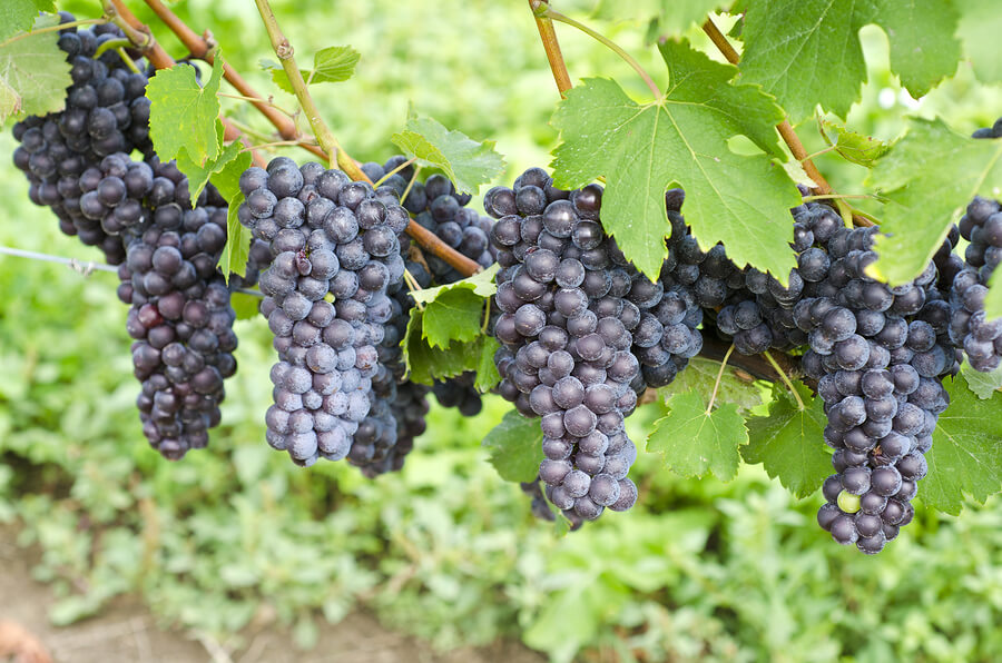 What are the characteristics of Nebbiolo?