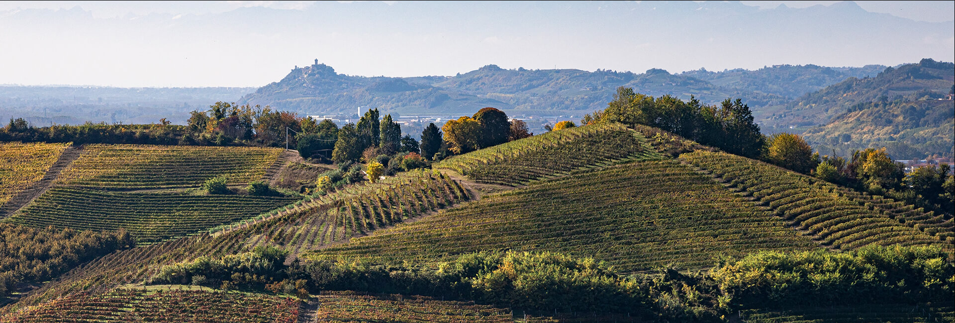 The Cost of Vineyards in Langhe
