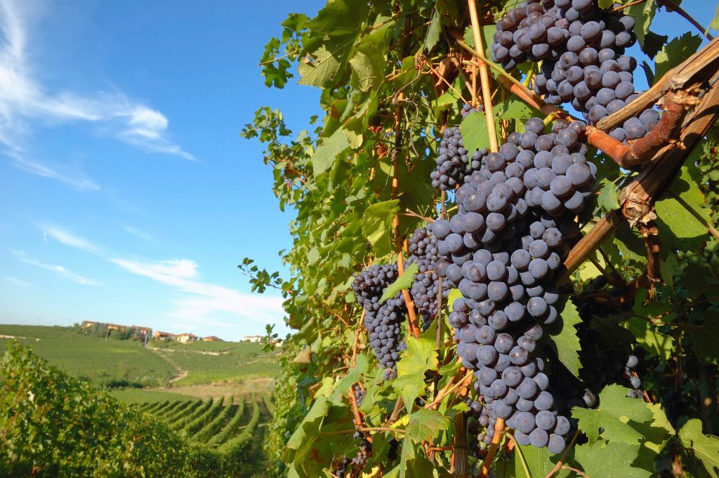 What are the characteristics of Nebbiolo?