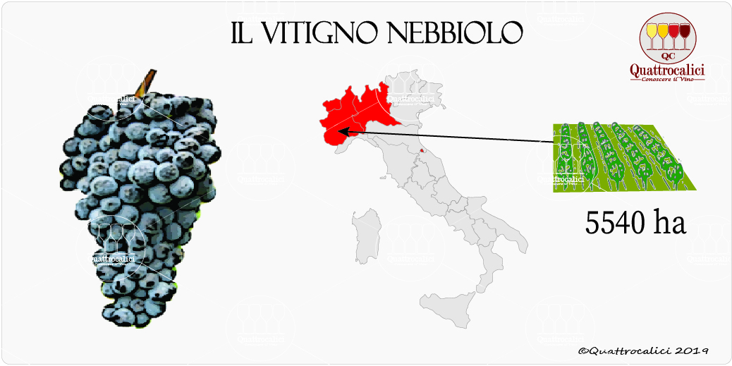Nebbiolo - General Information on the Grape Variety