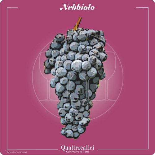 Physical Characteristics of Nebbiolo Grapes