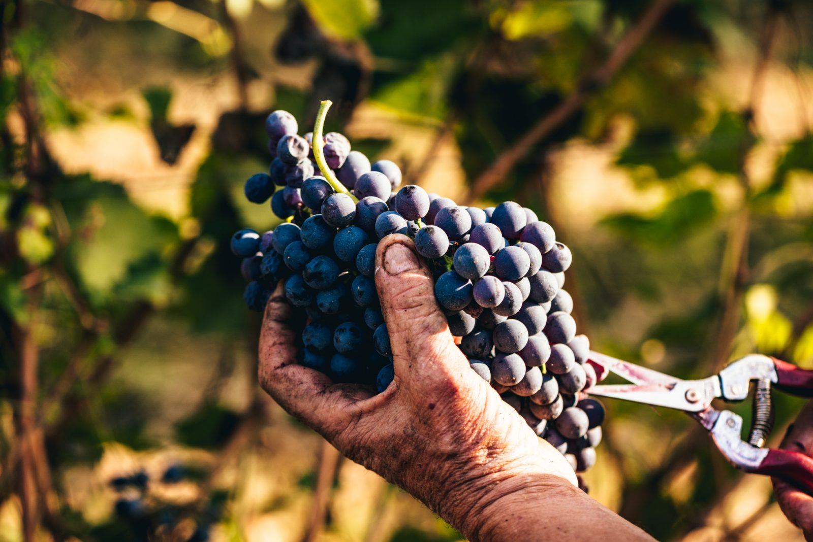 best nebbiolo grapes