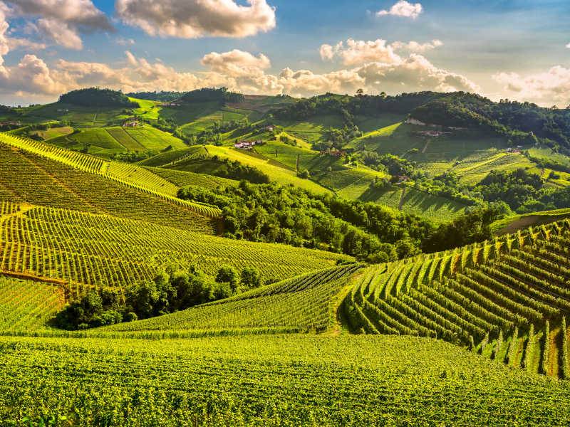 investing in Italian Vineyards 