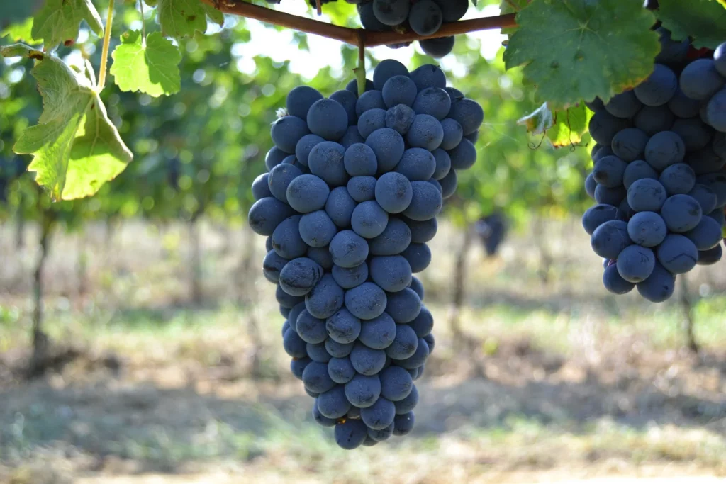 Barbera Asti wine history