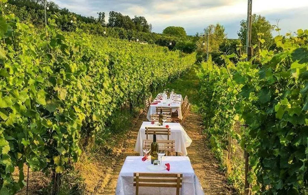 What is Dinner in a vineyard?