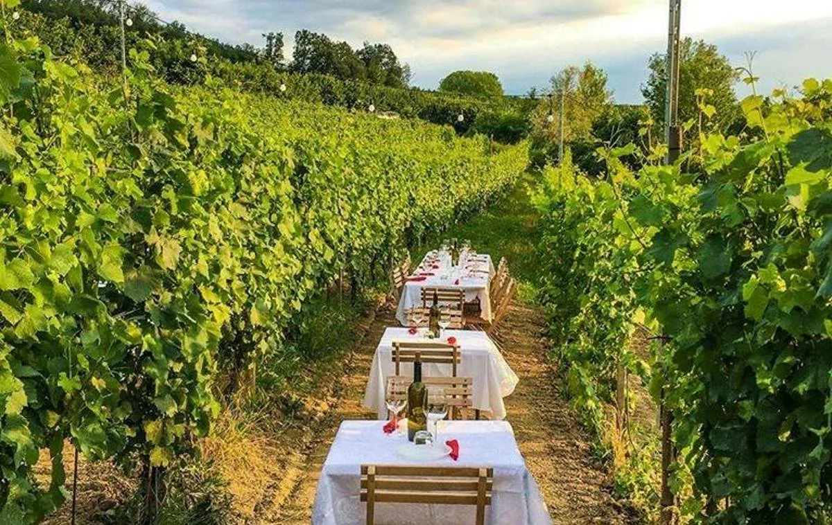 Dinner in a vineyard