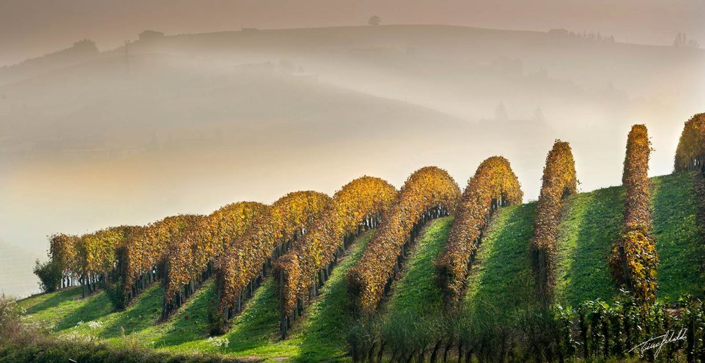 Investment in Langhe Vineyards