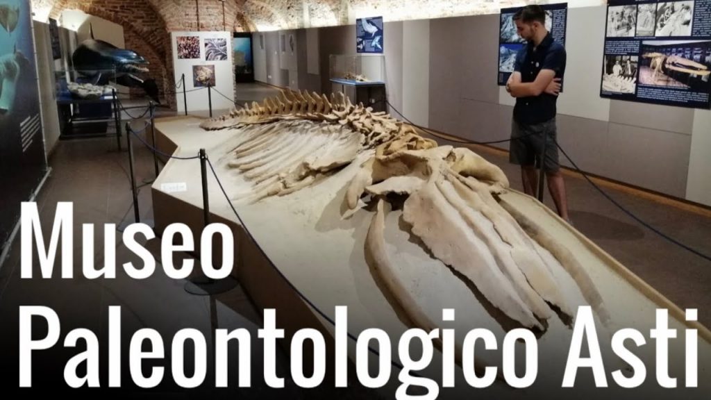 Museo Paleontologico Asti