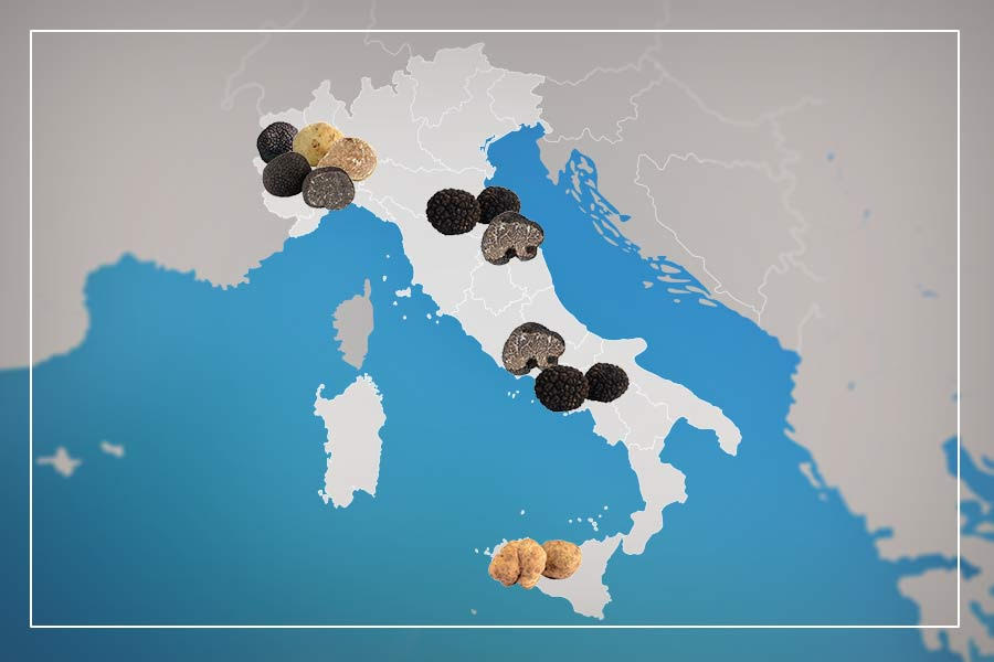 italy best for truffle hunting